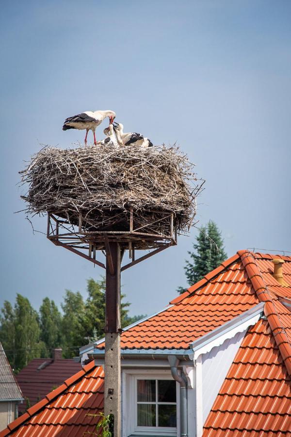 Apartamenty Galeria Trunkow Białowieża Exterior foto